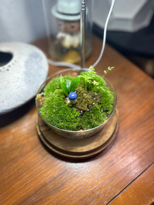 Terrarium Workshop