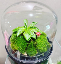 Load image into Gallery viewer, Terrarium Workshop