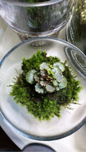 Load image into Gallery viewer, Terrarium Workshop