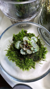 Terrarium Workshop