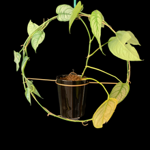 Load image into Gallery viewer, Brass Varro Plant Hangar